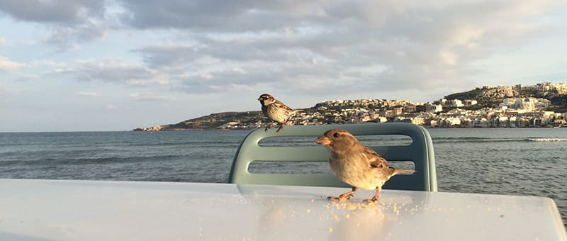 A couple of yoga birds patiently waiting for bits of biscotti at Munchies, Mellieħa Bay, Malta